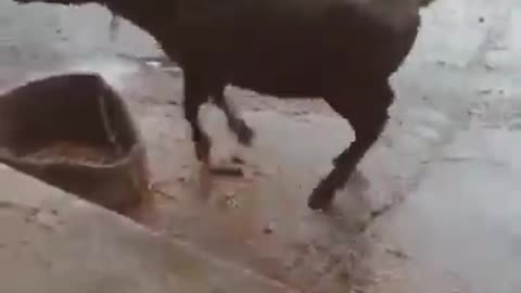 9 seconds funny video of a dancing cow