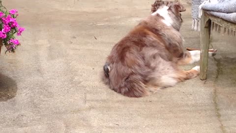 Bold Bird Steals Fur From Lazy Dog's Butt For Her Nest