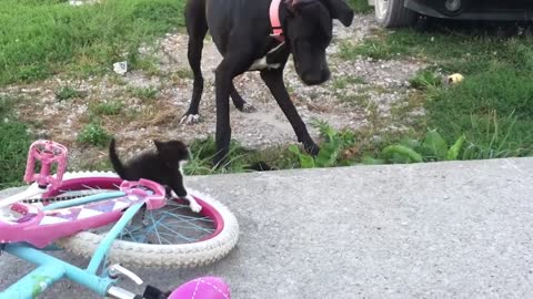 Excited Dog Can't Handle Cute Kittens