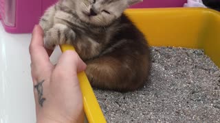 Cute Kitten Sleeps In A Strange Space