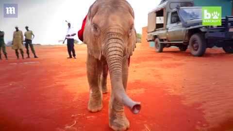 Emaciated orphan elephant calf is rescued from a vicious jackal attack