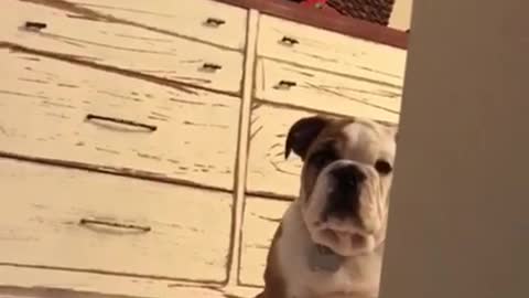 Stubborn bulldog puppy refuses to go down stairs