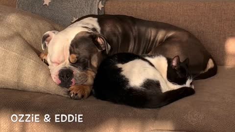 Ozzie the bulldog and Eddie the cat