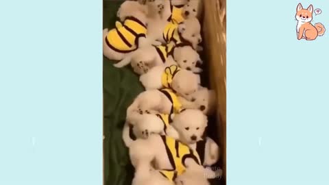Cute Puppies Doing Cute Things To Make You Laugh PART4