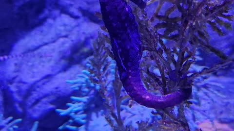 Seahorse at Dallas TX at the Sea Life Aquarium