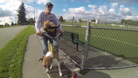Dog And Cat Go For Ride On Owner's Custom Bike