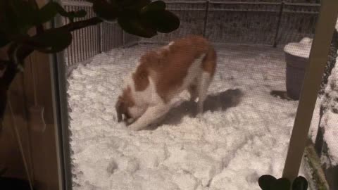 Saint Bernard experiences snow for the first time