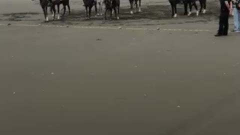 Horse competition at the beach in Taiwan
