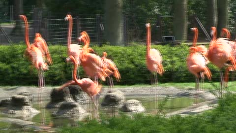 Flamingo dance. Rostock. Germany Zoo