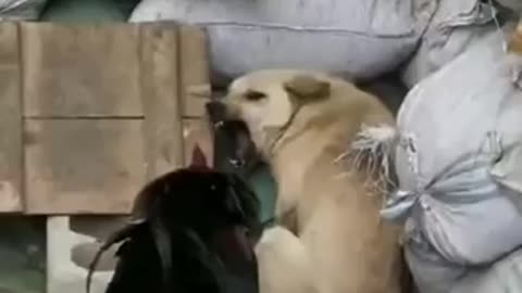Crazy chicken fighting with a dog