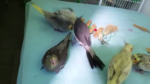 Cockatiels work overtime to feed youngsters