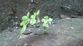 A tiny plant on the bricks, and many ants come and go at great speed [Nature & Animals]