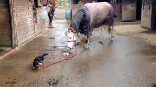 Dachshund lleva a un caballo de paseo