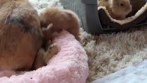 Mammy Kaissy Rabbit Feeding and Playing With Her Little Rabbits
