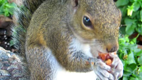 The cute squirrel eats