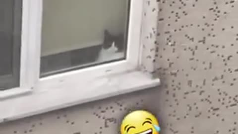 Cat love to his neighbor 🐈