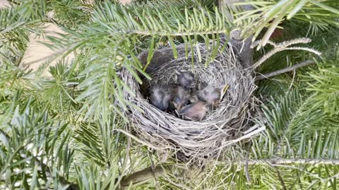 Baby Robins, two days old, open beaks seeking food