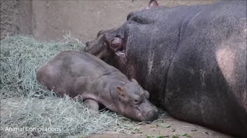 Baby Hippos Swimming - CUTEST Compilation