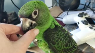 Parrot Provides Tech Support