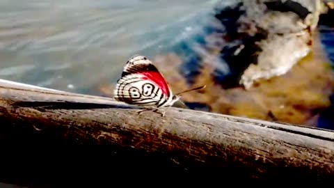 10 Beautiful Butterflies And Usual Butterflies | Video