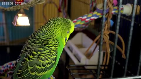 Watch This Beautiful budgie Talking , Funny & Cute