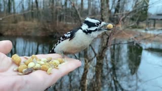 Awesome Footage of Hand-Feeding the Downy Woodpecker in Slow Motion