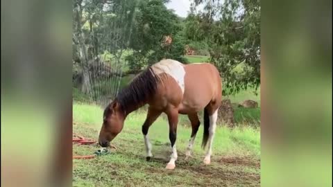 Cute moment of the animals and funny pets