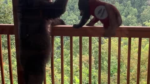 Pair Of Bears Enjoy Bird Feeder