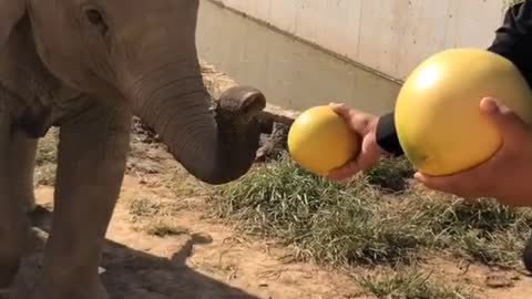 The breeder feeds the grapefruit elephant