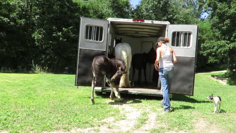 Owner teaching a foal to load on trailer