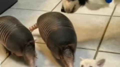 Three baby armadillos meet a Fanny kitten 😺