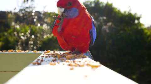 beautiful parrot eating