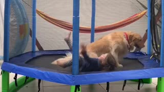 Best friends are playing together in a trampoline