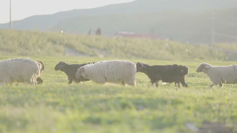Sheep moving at sunset