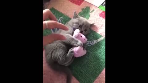 Funny baby pet
