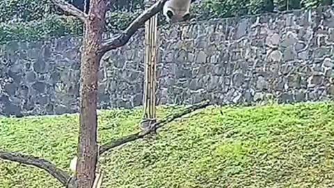 Pandas often climb trees ,but...