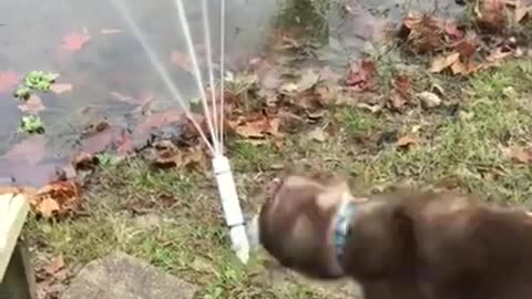 Husky has fun playing with water fountain