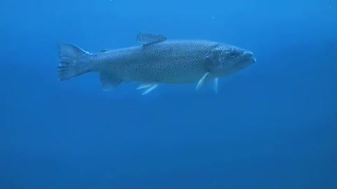 What Is The Experience Of Photographing A Fish In The Water