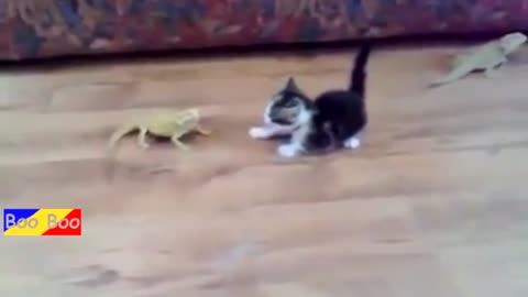 Kitten and a lizard, Котенок и ящерица