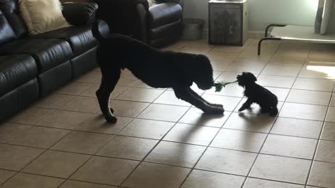 Gentle giants playing with 6 week old puppy