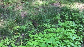 Stripped Ground Squirrel