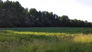 Soybean Field Ride