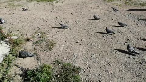 A flock of beautiful pigeons walks on the street.