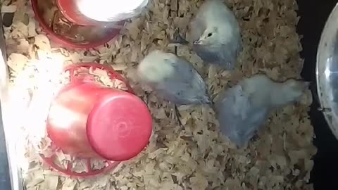 Chicks in a brooder Part 32