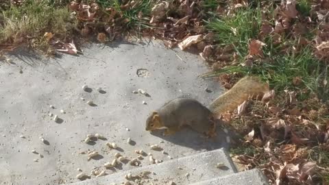 Squirrel eating peanuts off front porch