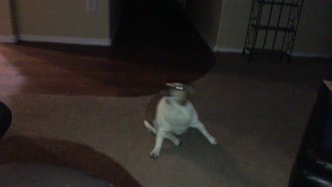 Spinning Dog