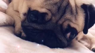 Pug lays on bed with snapchat hearts