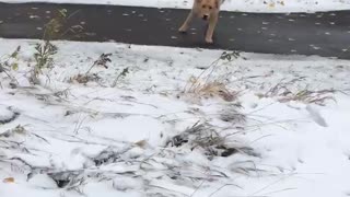 Dog playing and running around in the snow