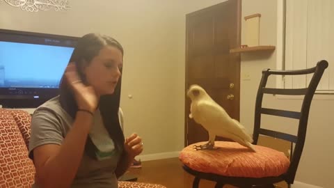 TEACHING PARROT TO WAVE