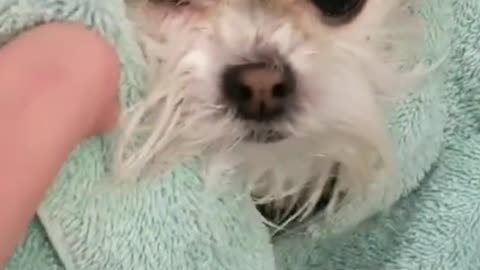 shih tzu at the pet shop